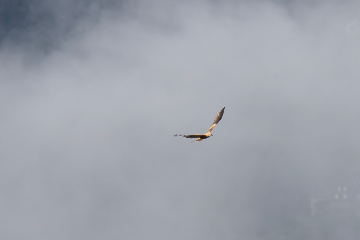 Red Kite - ML624533384