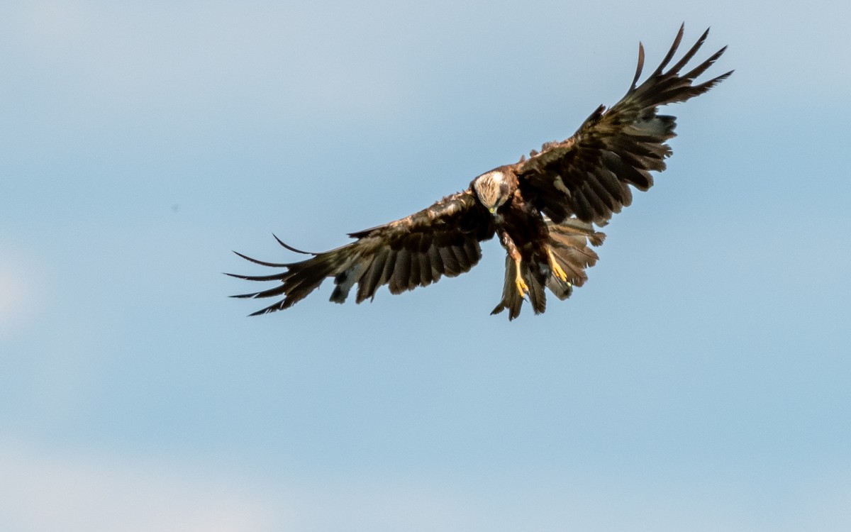 Western Marsh Harrier - ML624533387