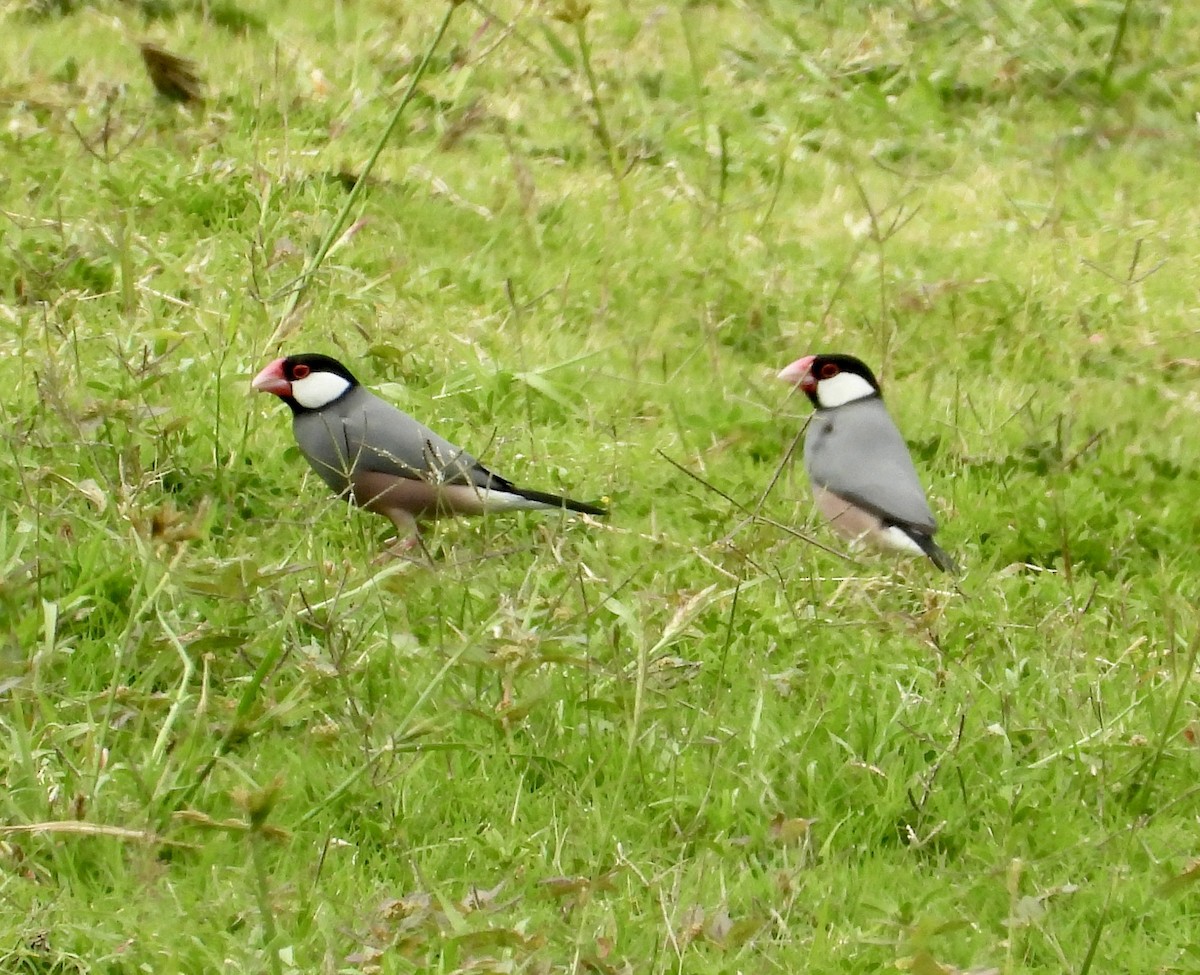 Java Sparrow - ML624533389