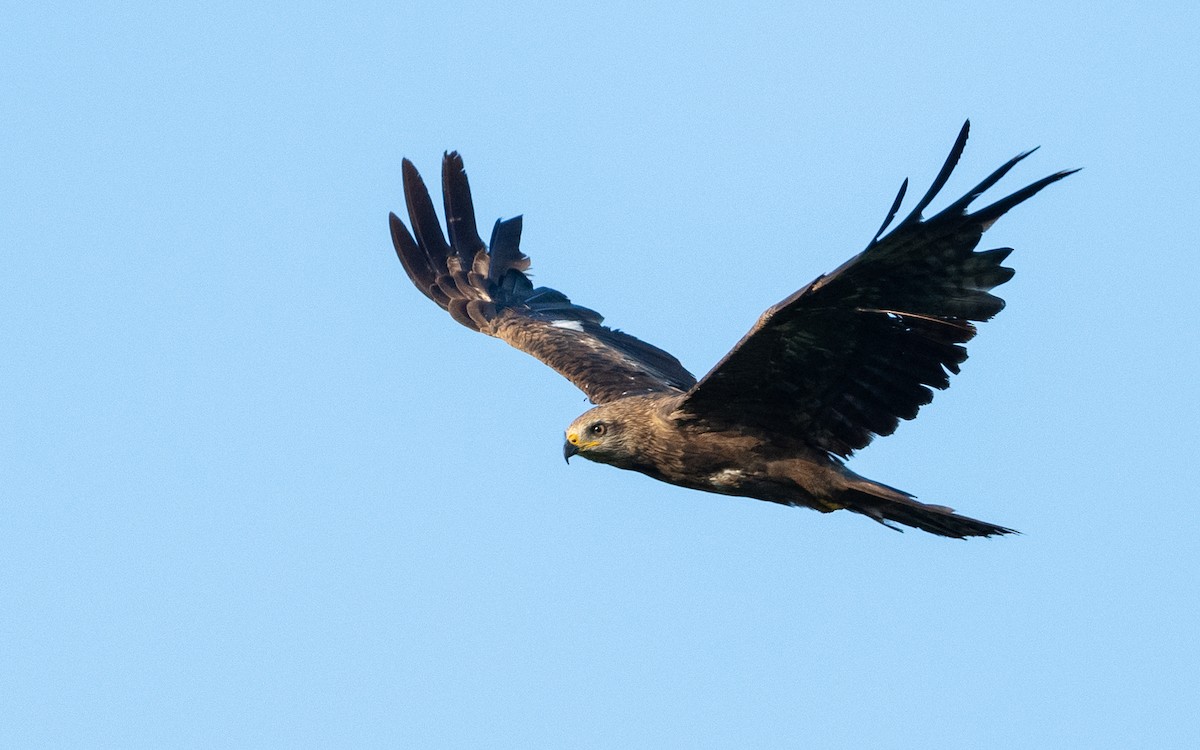 Black Kite - ML624533390