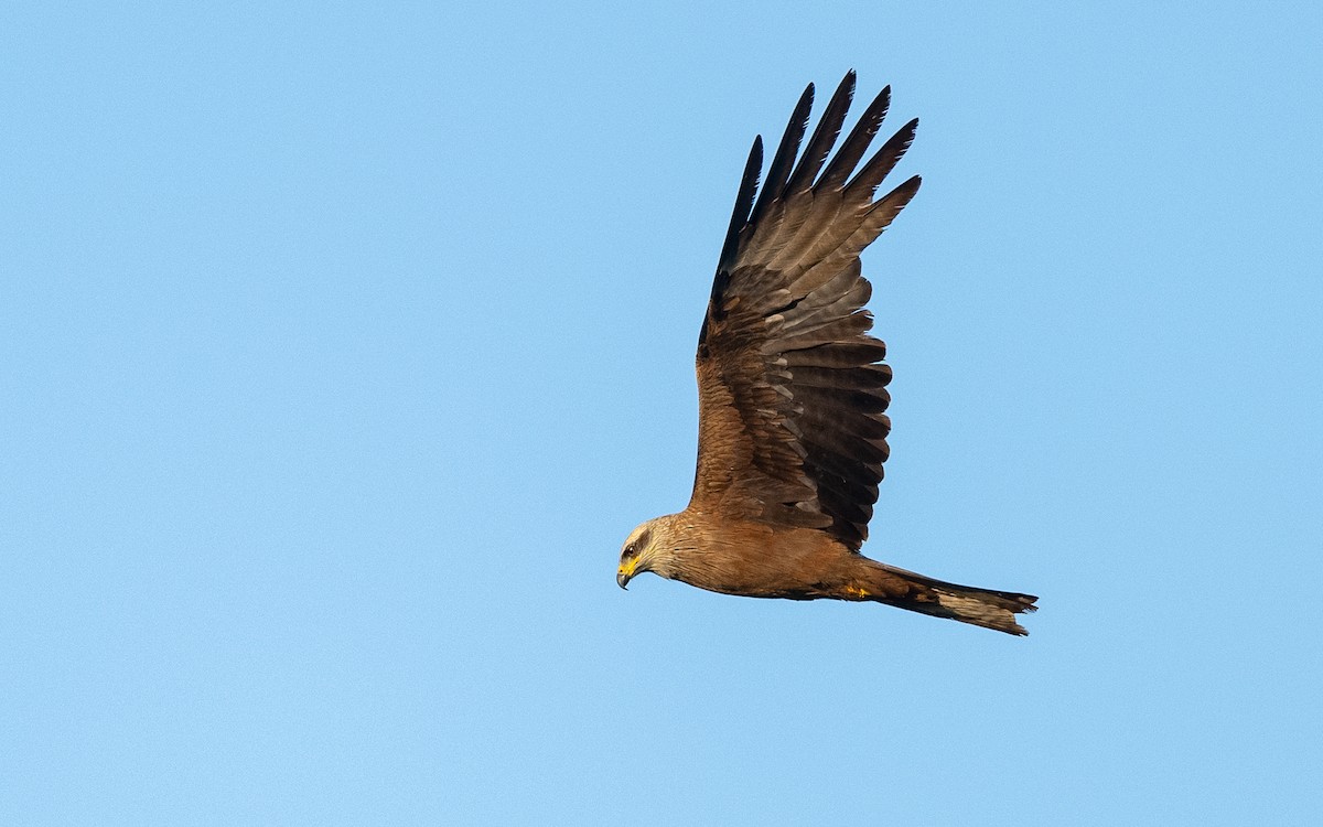 Black Kite - ML624533391