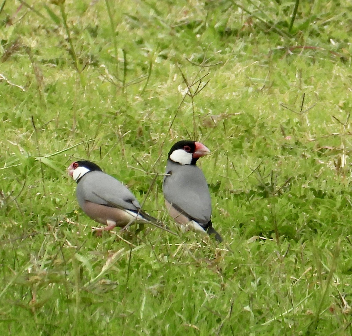 Java Sparrow - ML624533392