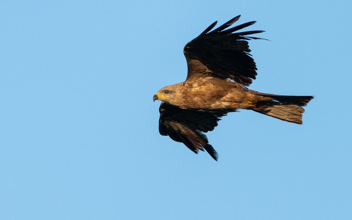 Black Kite - ML624533393