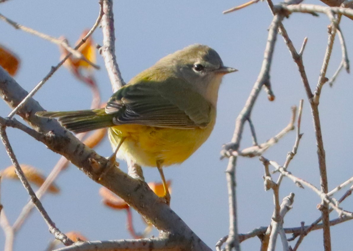 Orange-crowned Warbler - ML624533394