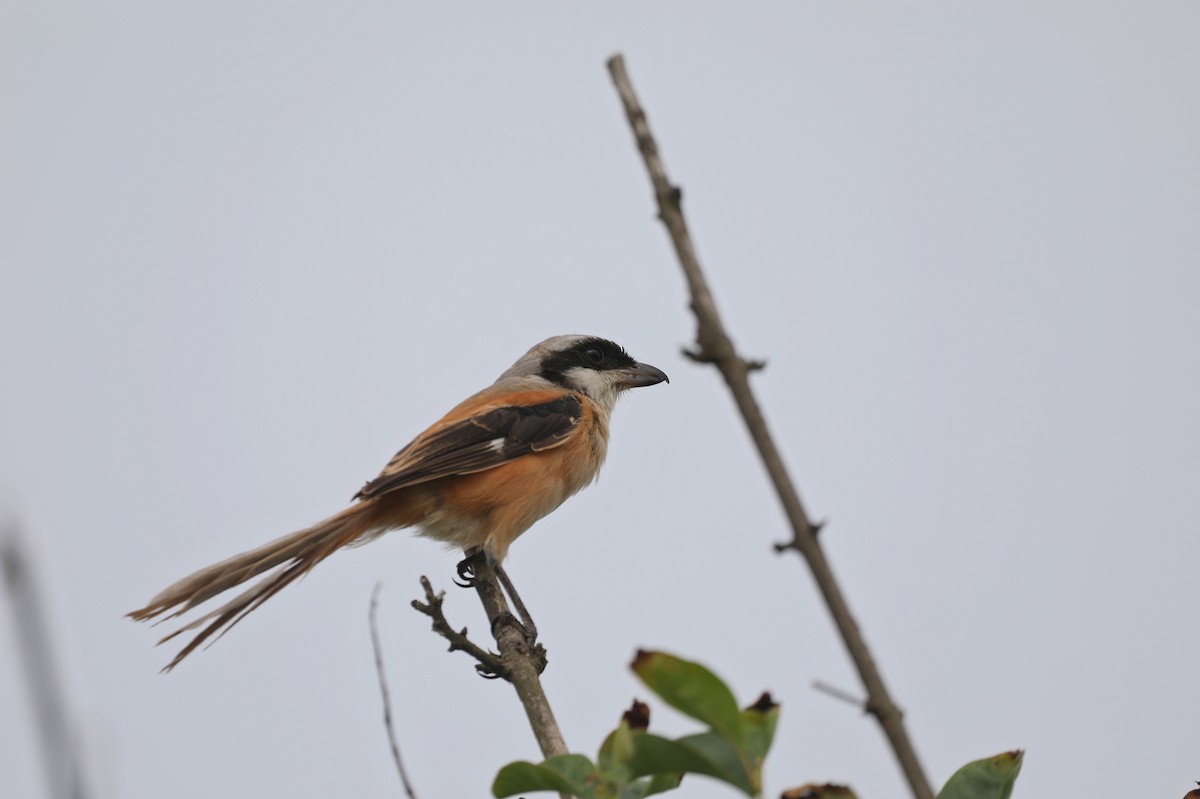 Long-tailed Shrike - ML624533395