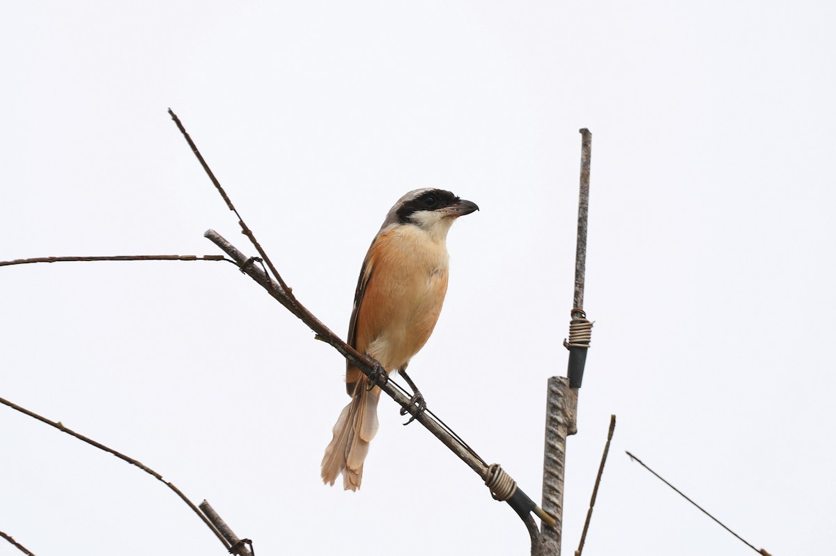 Long-tailed Shrike - Starlit Chen