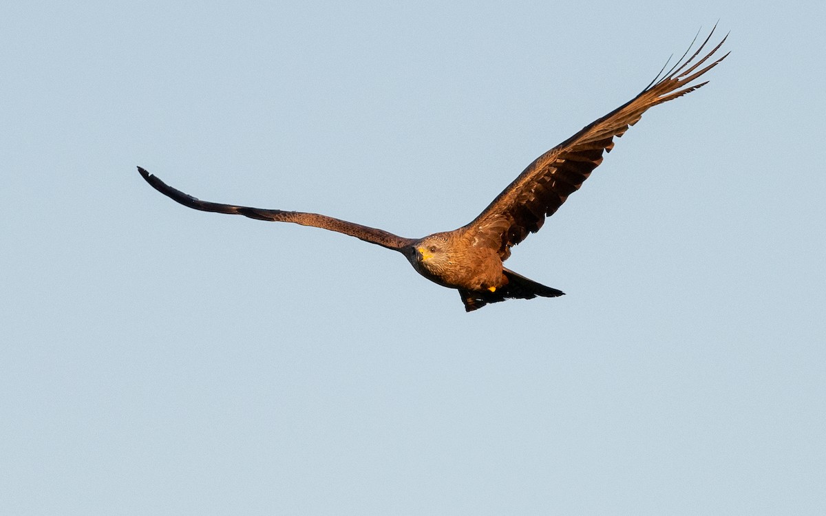 Black Kite - Serge Horellou