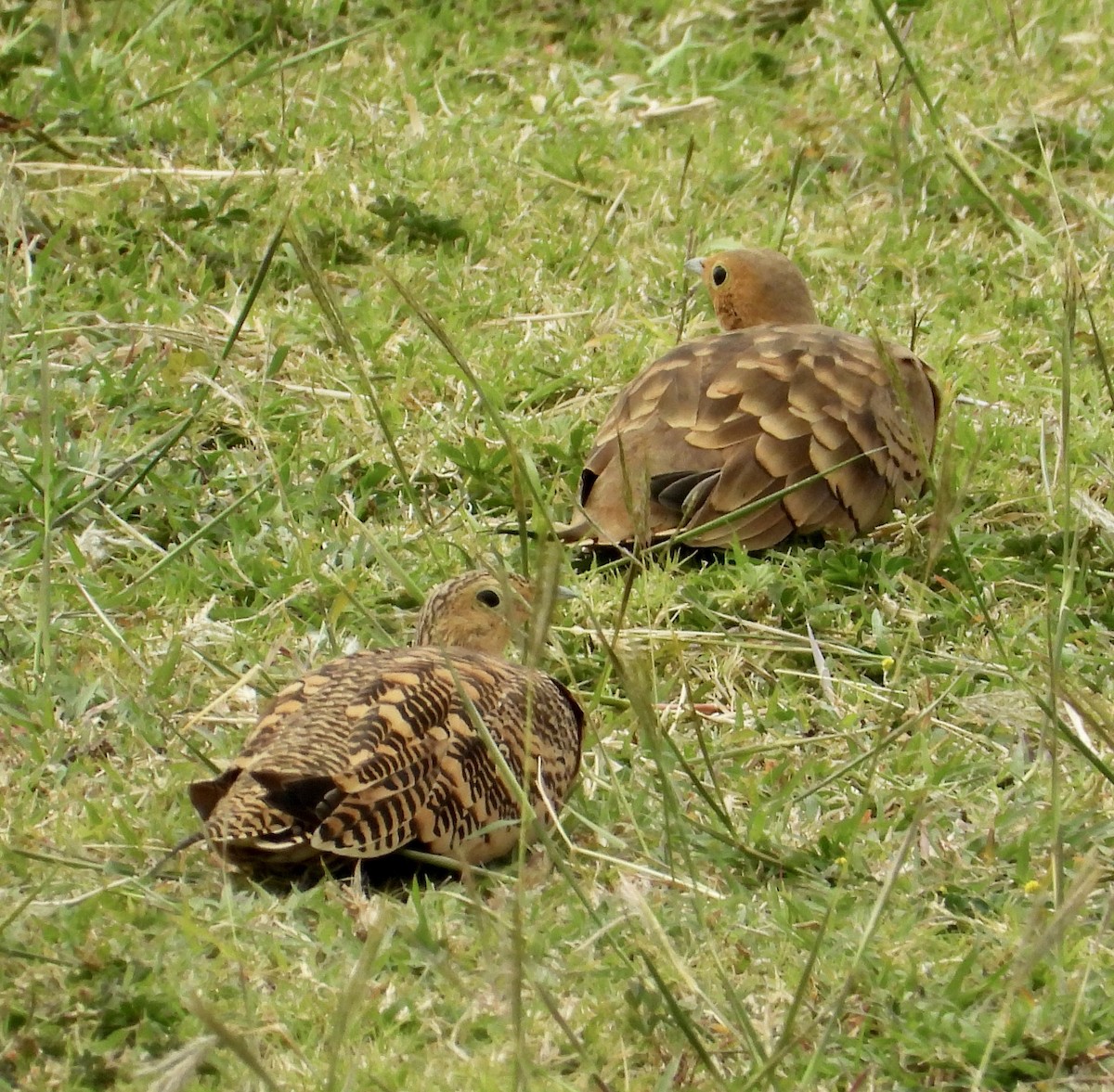 Chestnut-bellied Sandgrouse - ML624533399