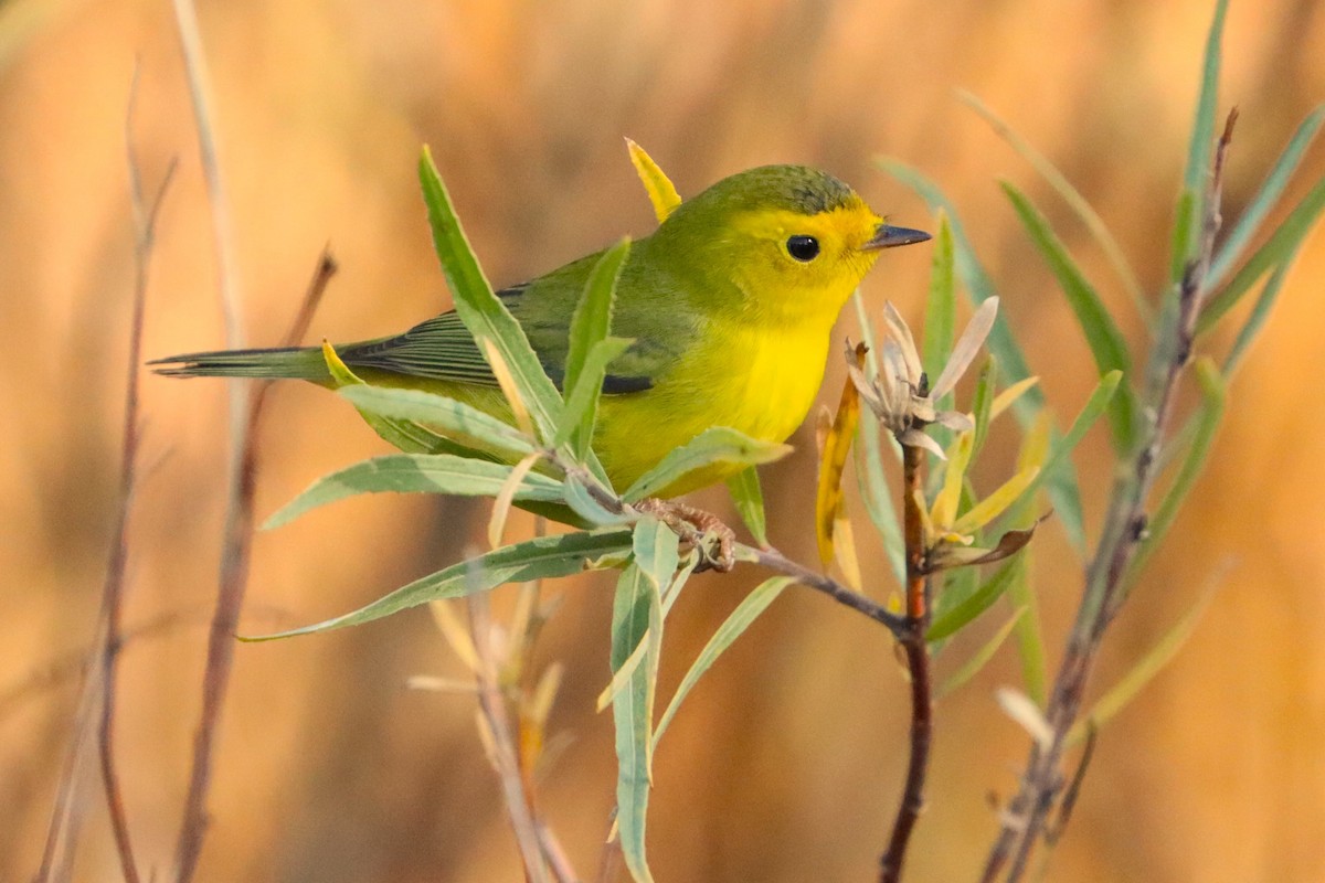 Wilson's Warbler - ML624533400