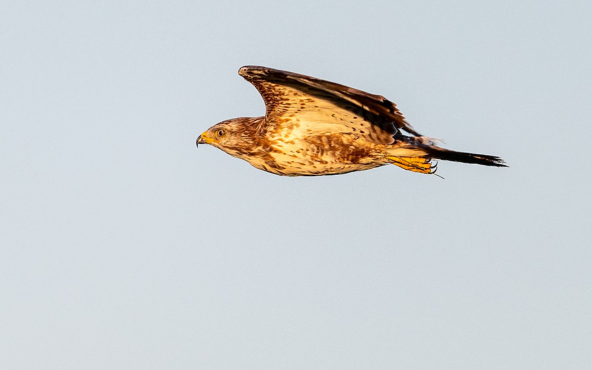 Common Buzzard - Serge Horellou