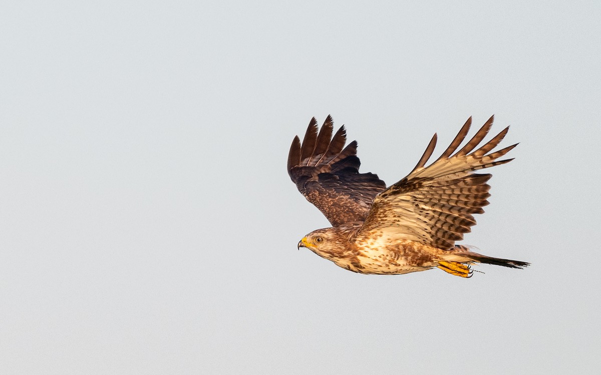 Common Buzzard - ML624533402