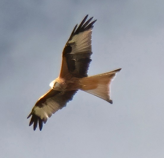 Red Kite - ML624533403