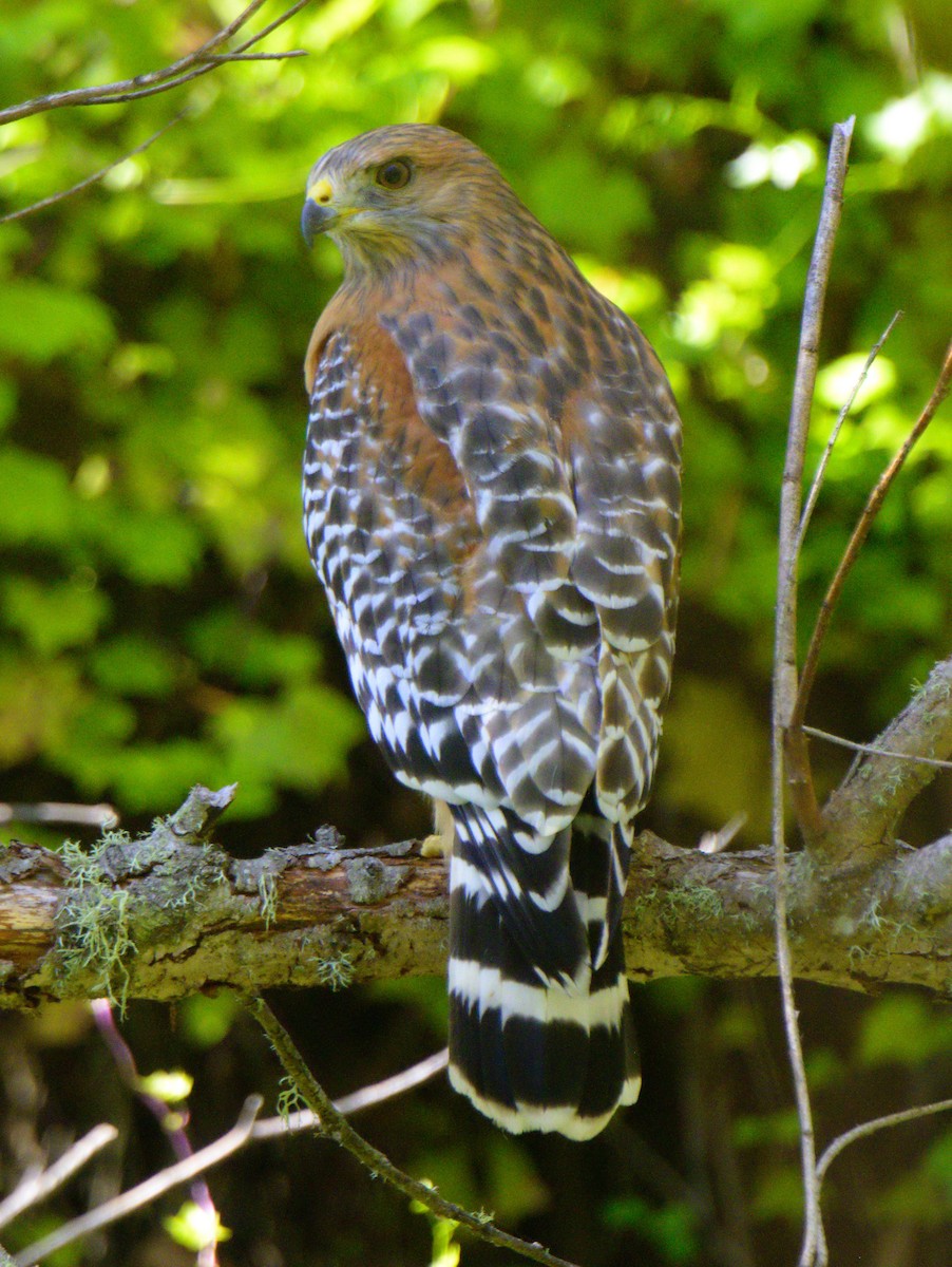 Red-shouldered Hawk (elegans) - ML624533404