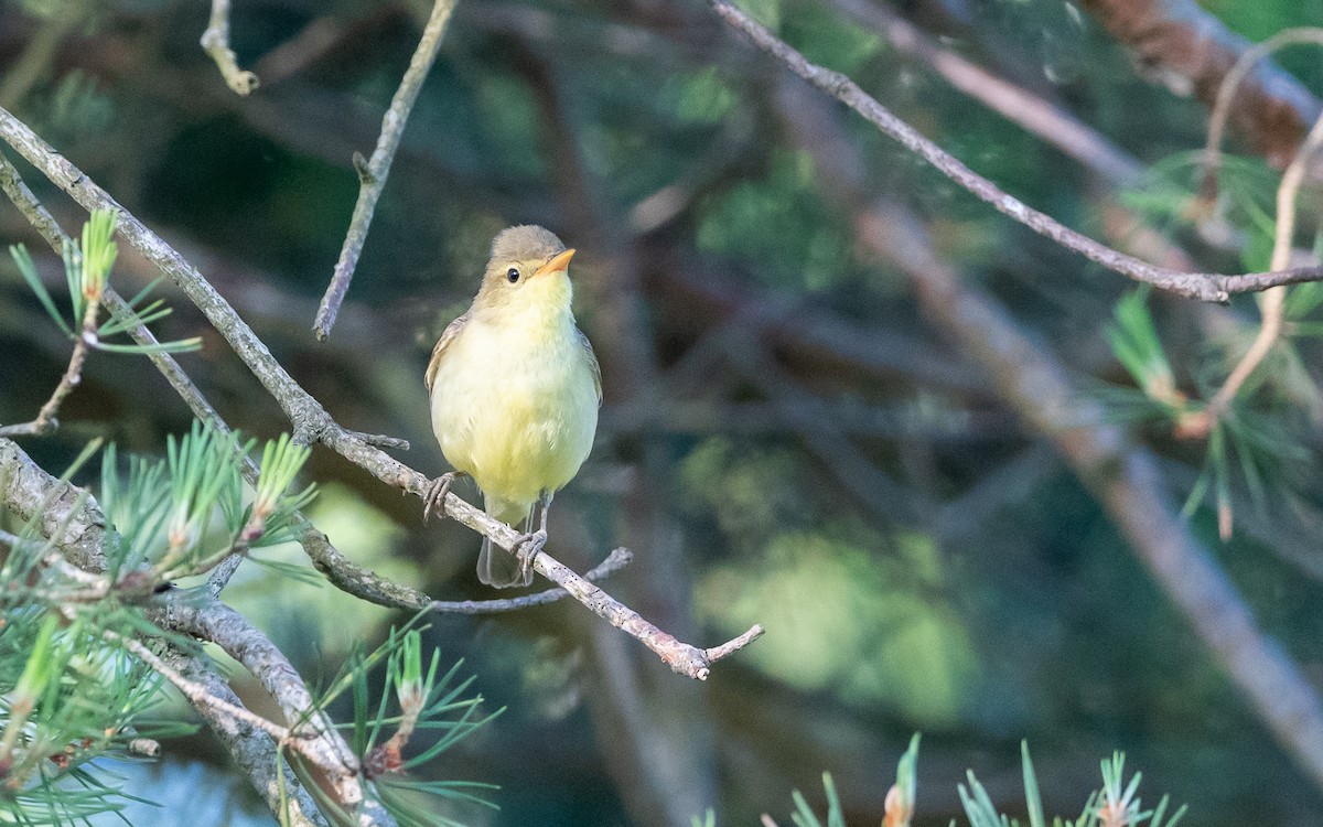 Melodious Warbler - ML624533405