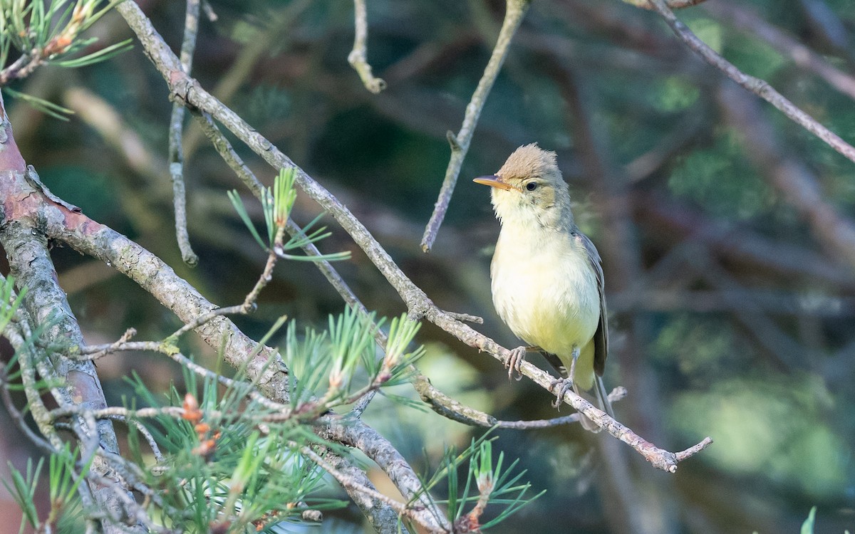 Melodious Warbler - ML624533406