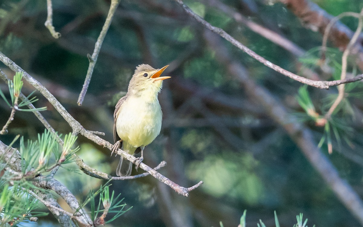 Melodious Warbler - ML624533407