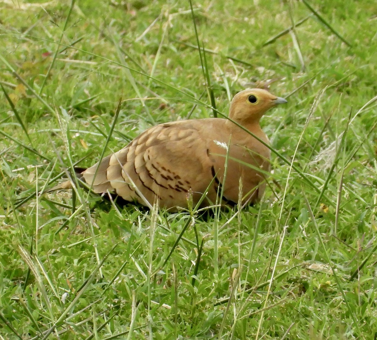 Chestnut-bellied Sandgrouse - ML624533408