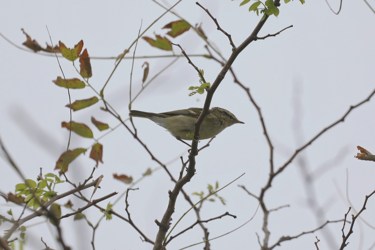 Pallas's Leaf Warbler - ML624533409