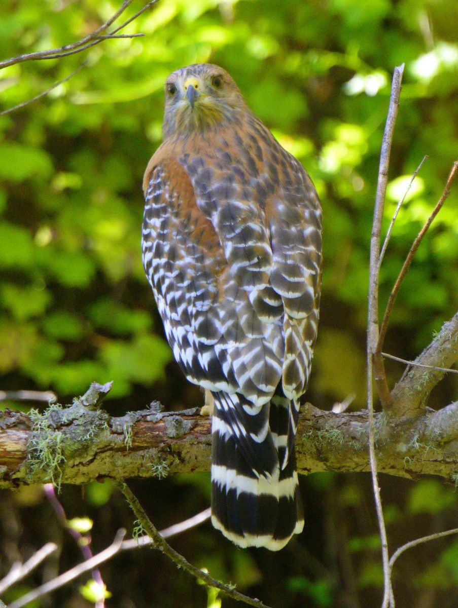 Red-shouldered Hawk (elegans) - ML624533410