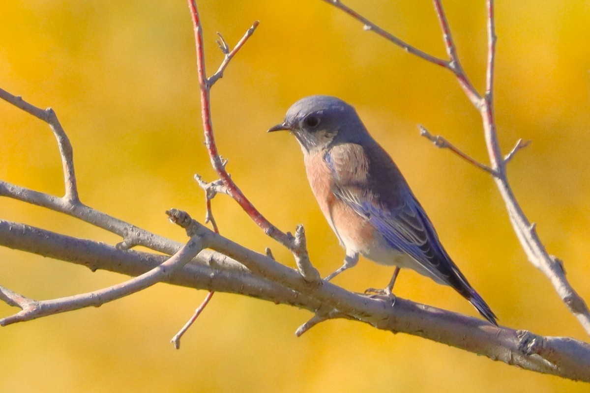 Western Bluebird - ML624533412