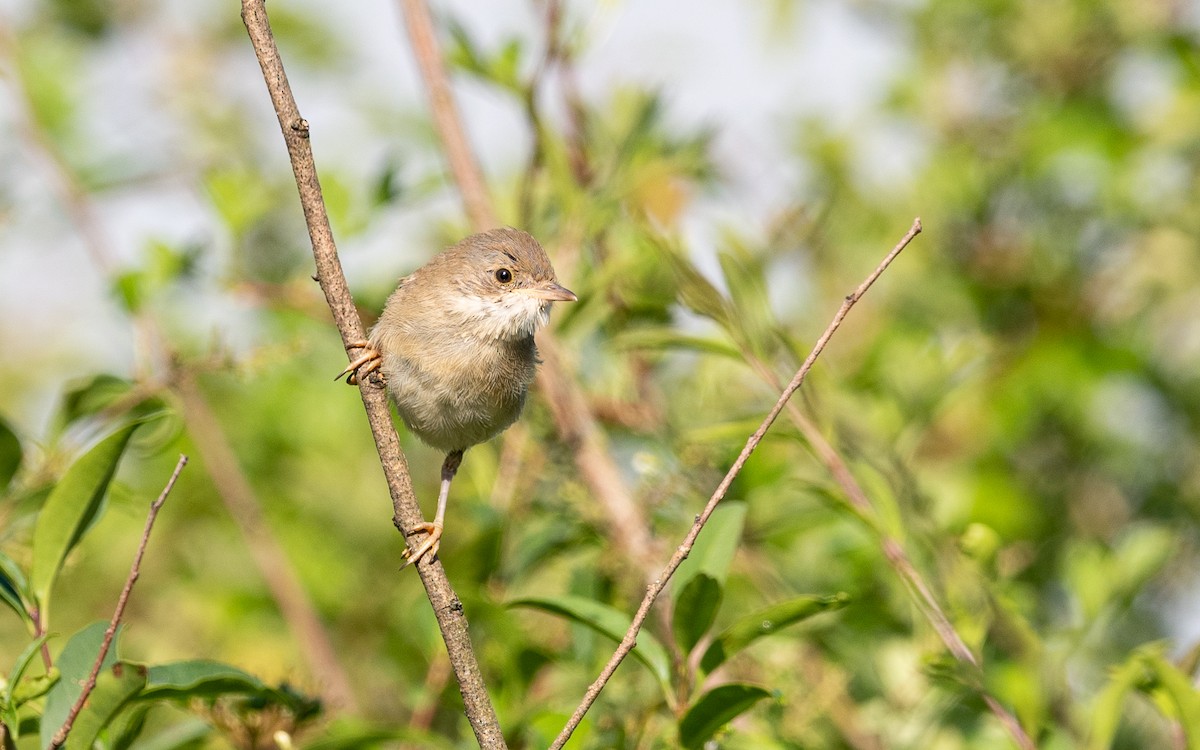 Garden Warbler - ML624533413