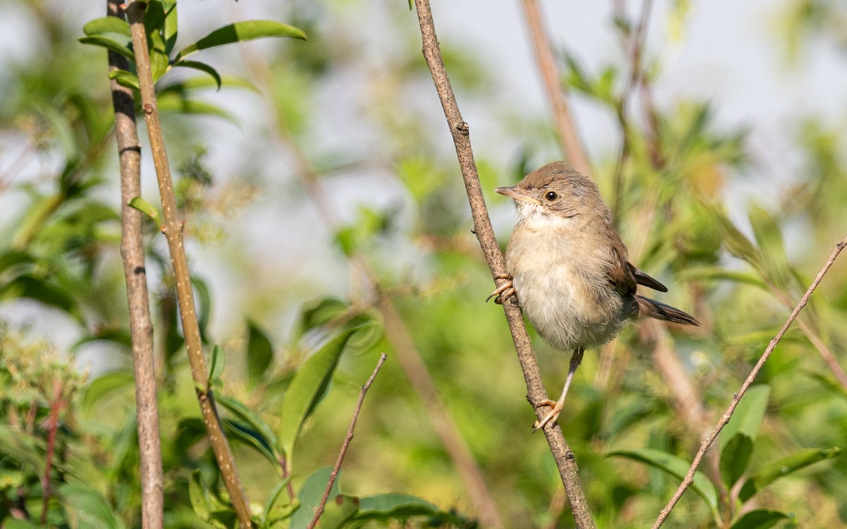 Garden Warbler - ML624533414