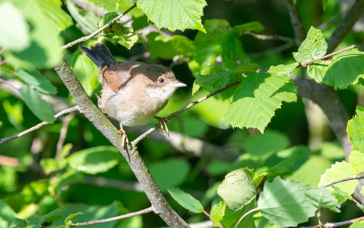 Garden Warbler - ML624533415