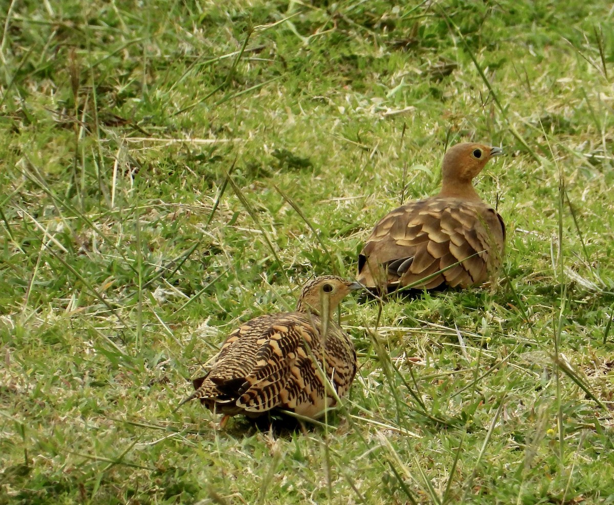 Chestnut-bellied Sandgrouse - ML624533416