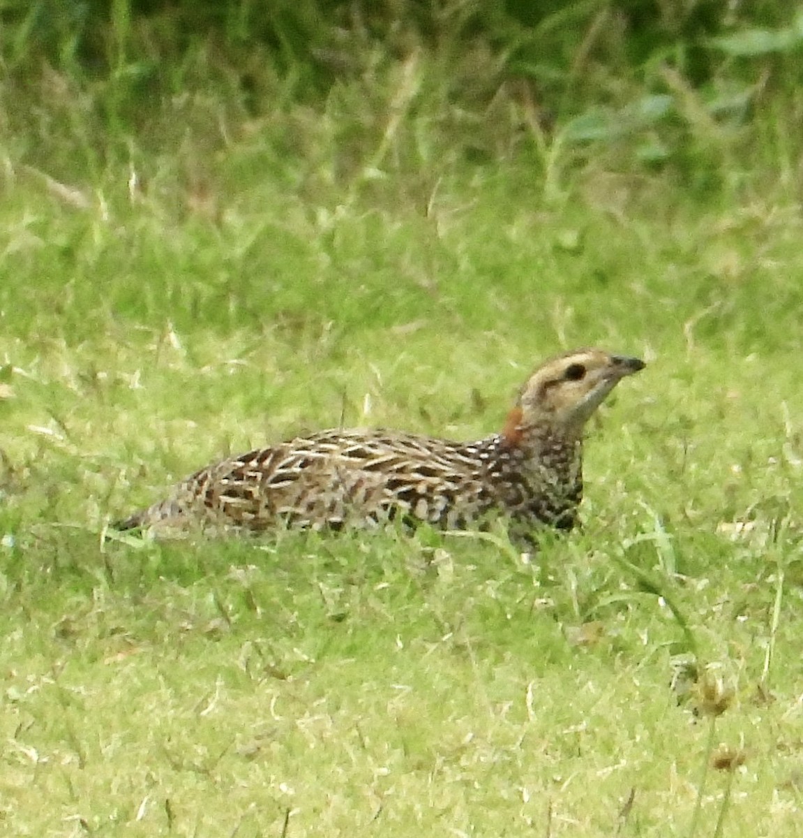 Gray Francolin - ML624533432