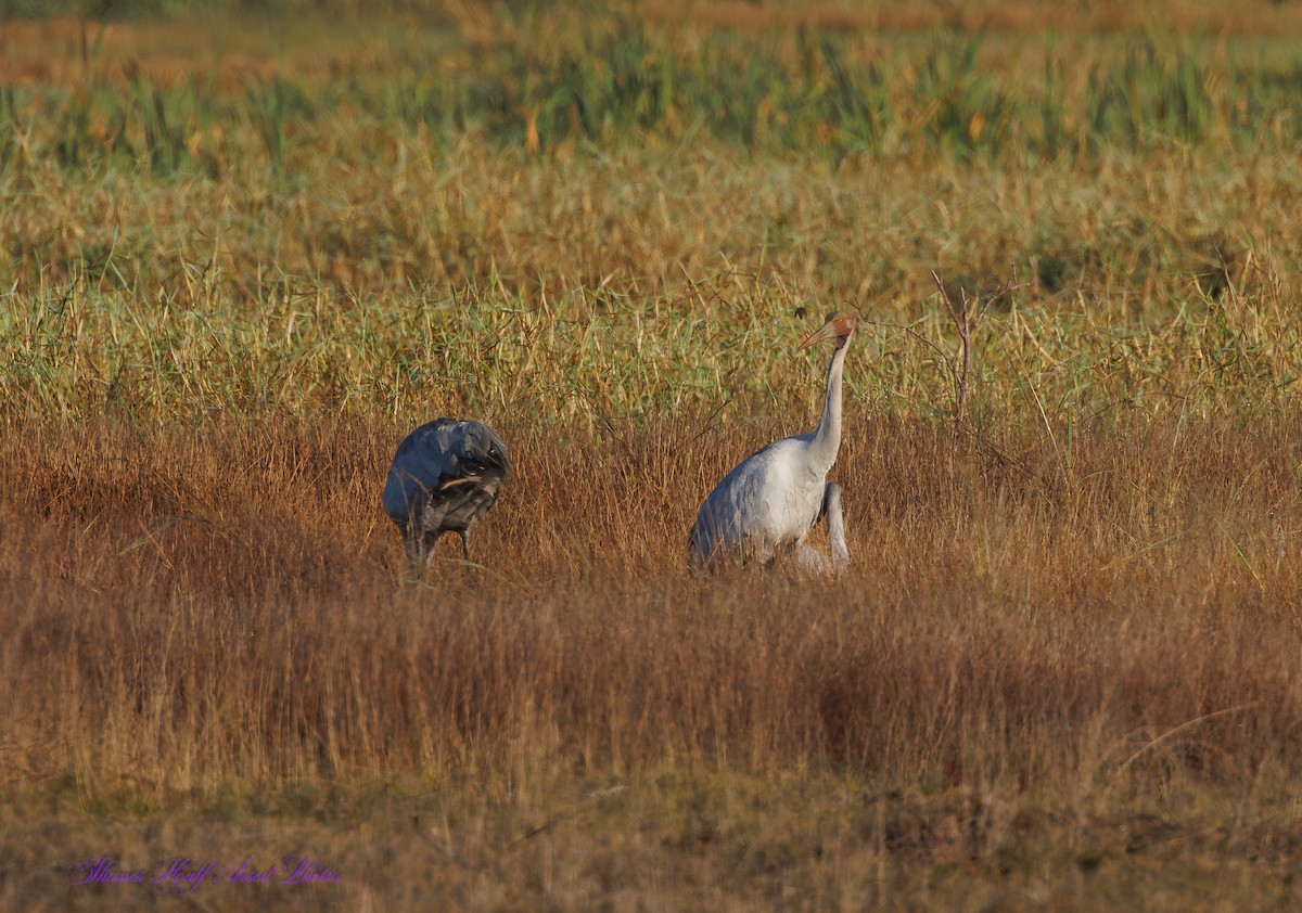 Brolga Turnası - ML624533441