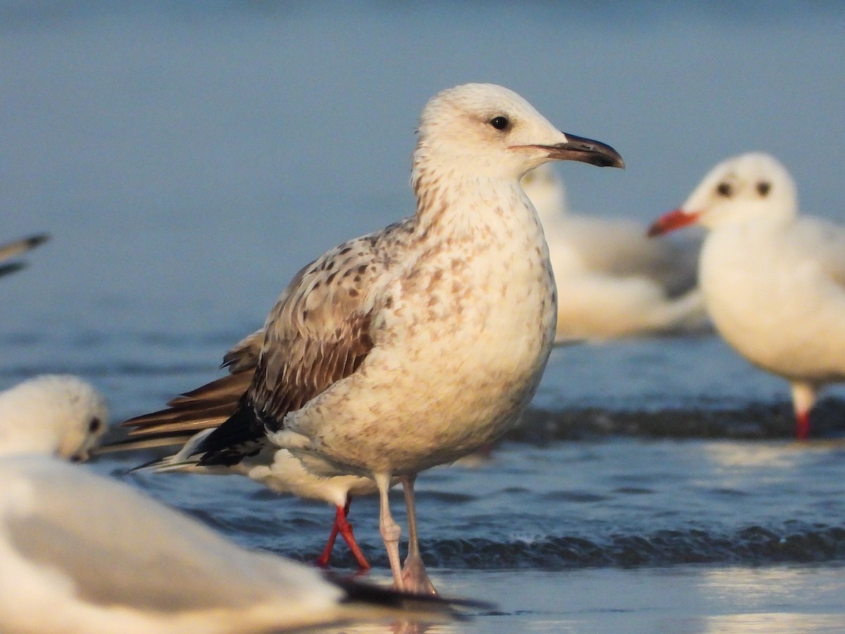 Lesser Black-backed Gull - VAibhAV Patil