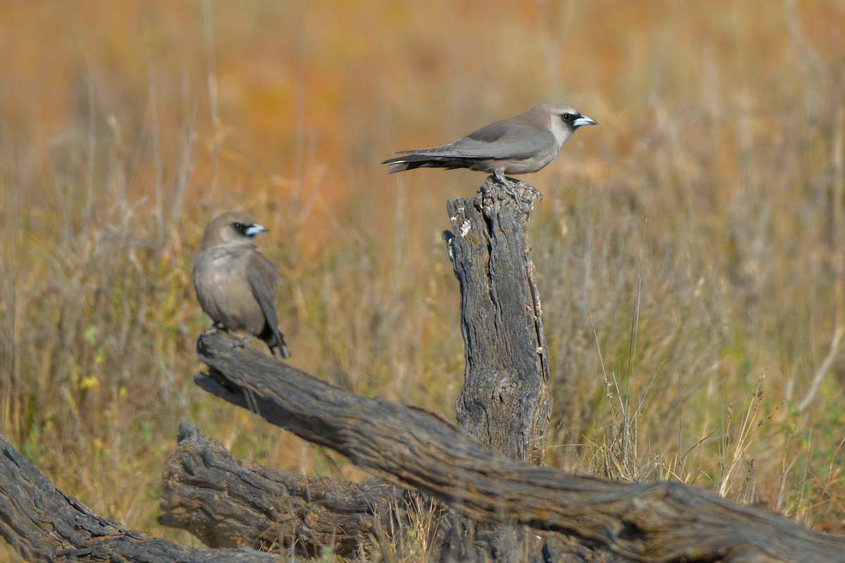 Black-faced Woodswallow - ML624533454