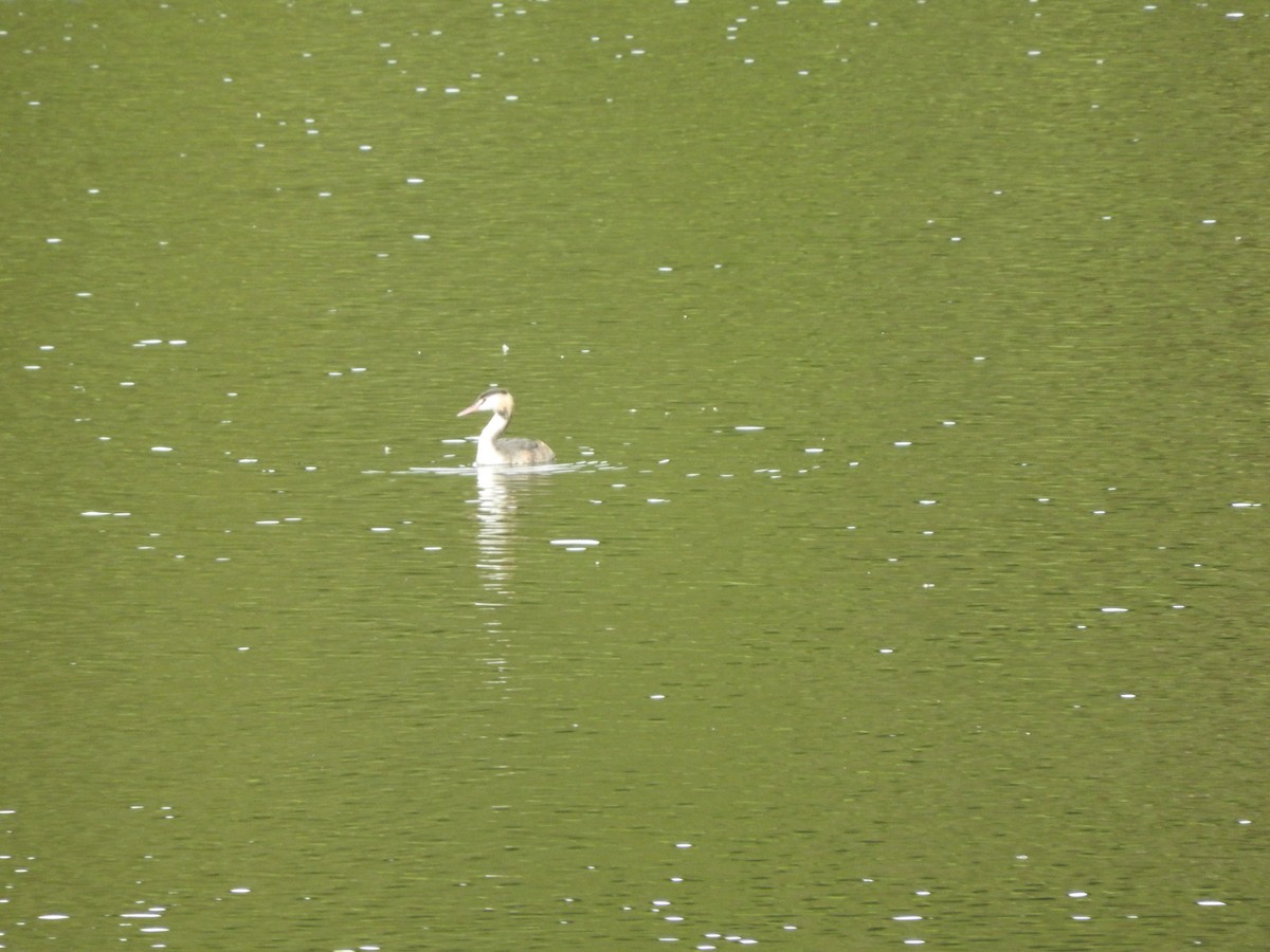 Great Crested Grebe - Anonymous