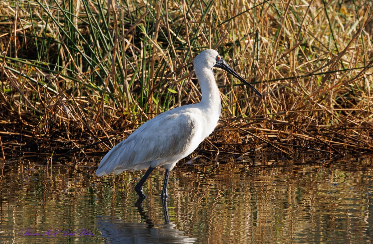 kongeskjestork - ML624533462