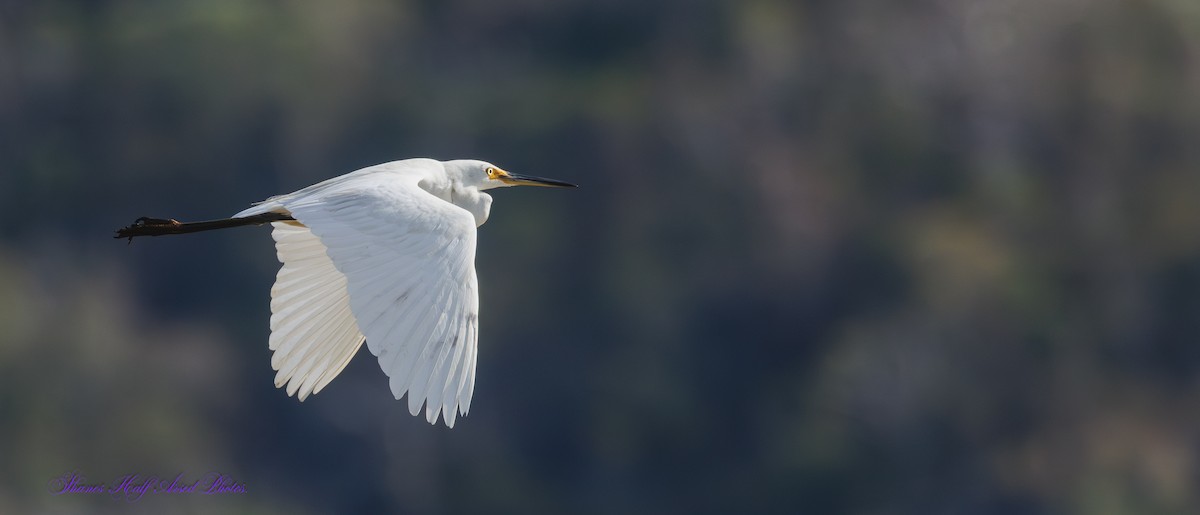 Little Egret - ML624533465