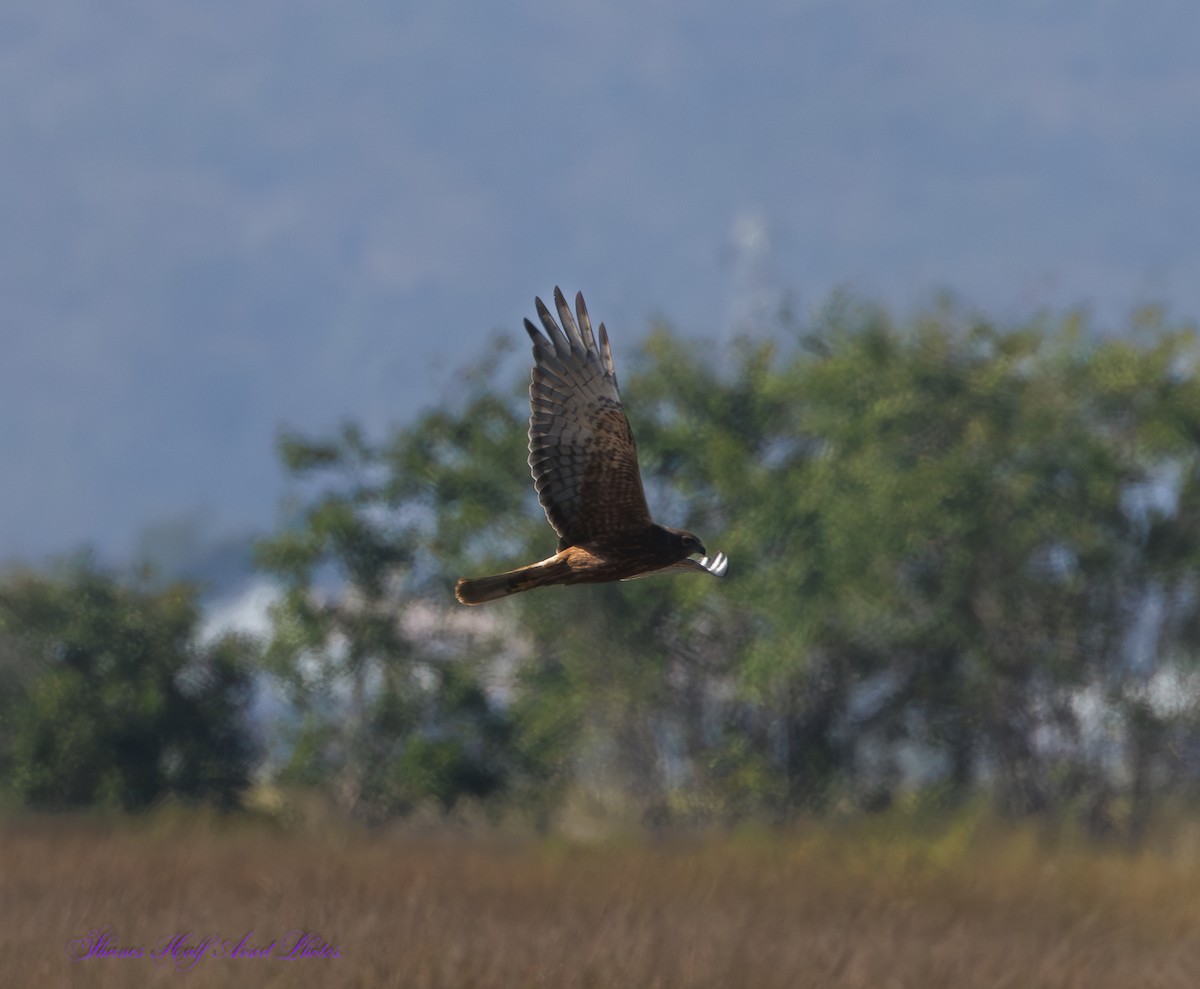 Swamp Harrier - ML624533466