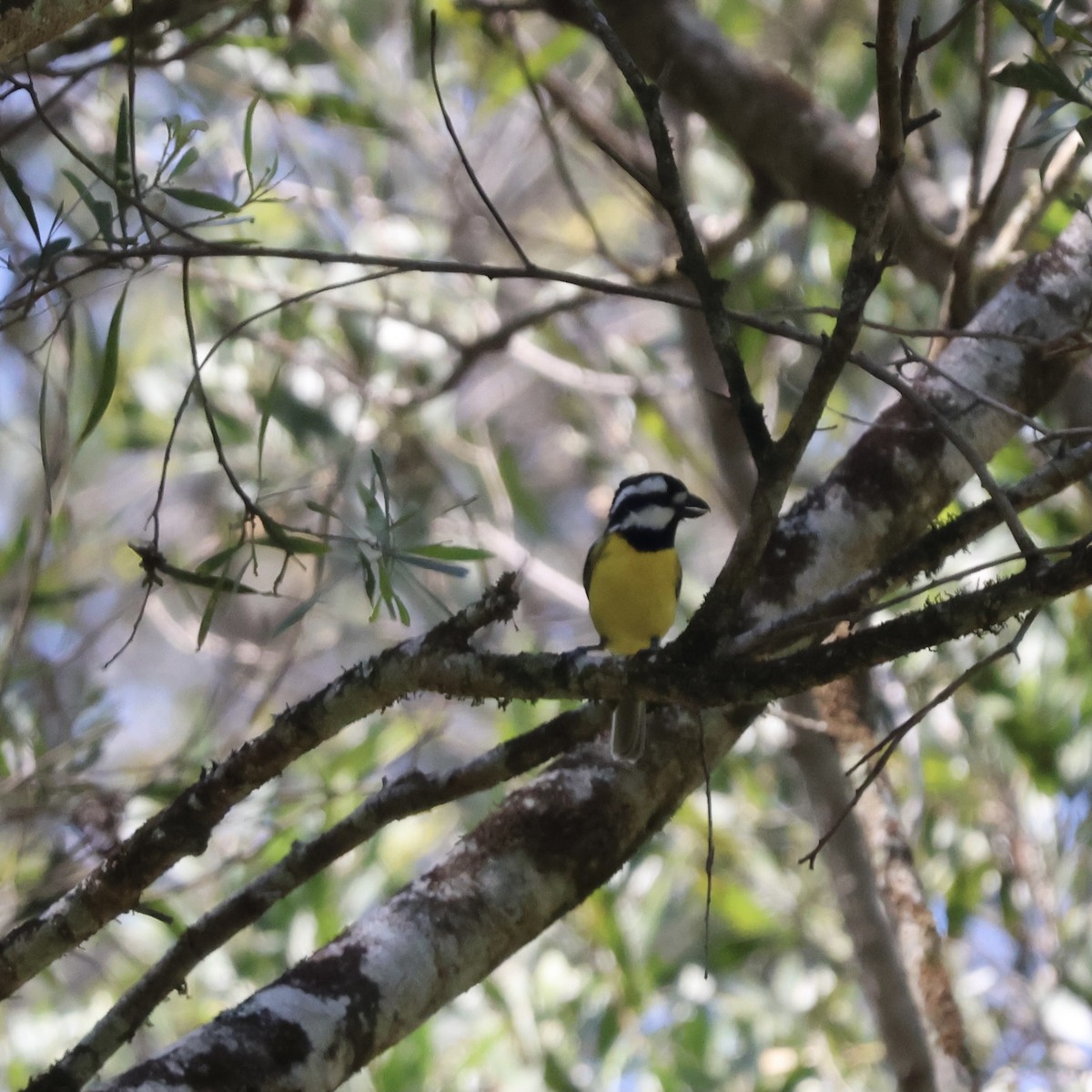 Eastern Shrike-tit - ML624533469