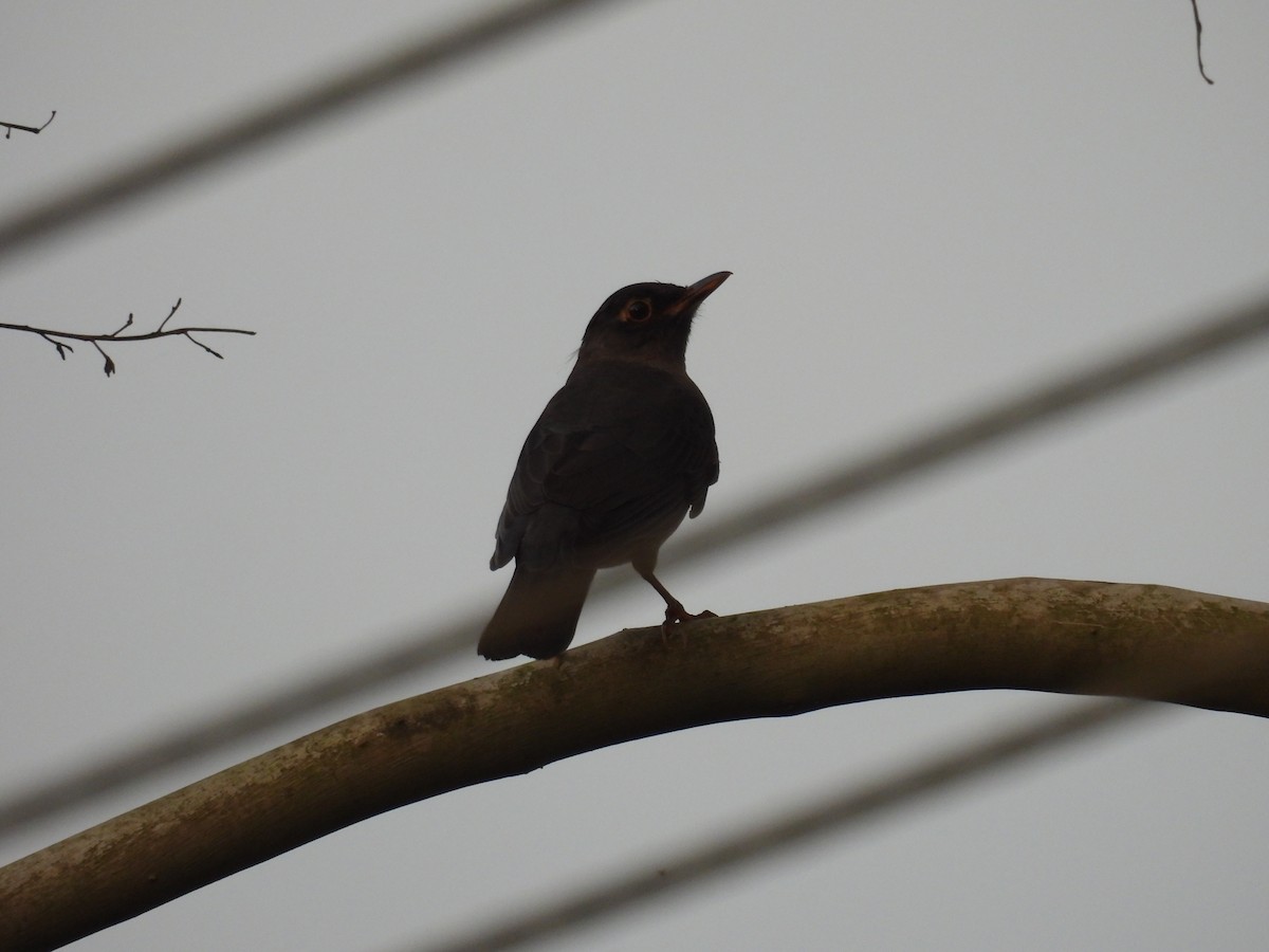 Indian Blackbird - ML624533471