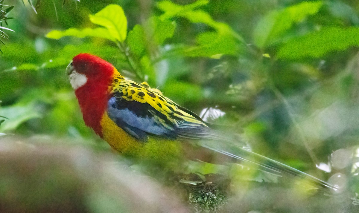 Eastern Rosella - Steve Coggin