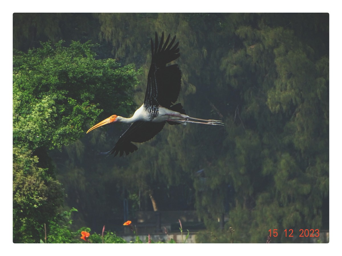 Painted Stork - ML624533473