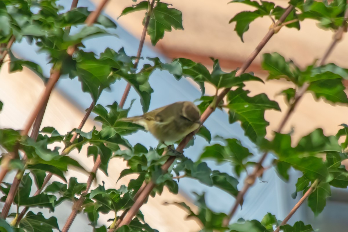 Common Chiffchaff - ML624533474