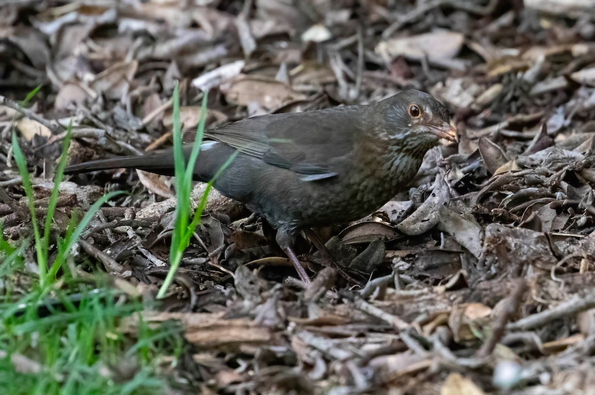 Eurasian Blackbird - ML624533480