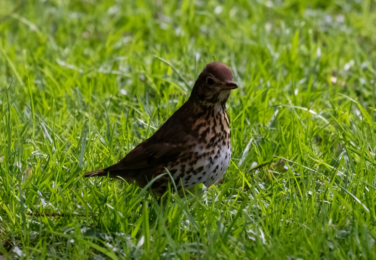 Song Thrush - ML624533481