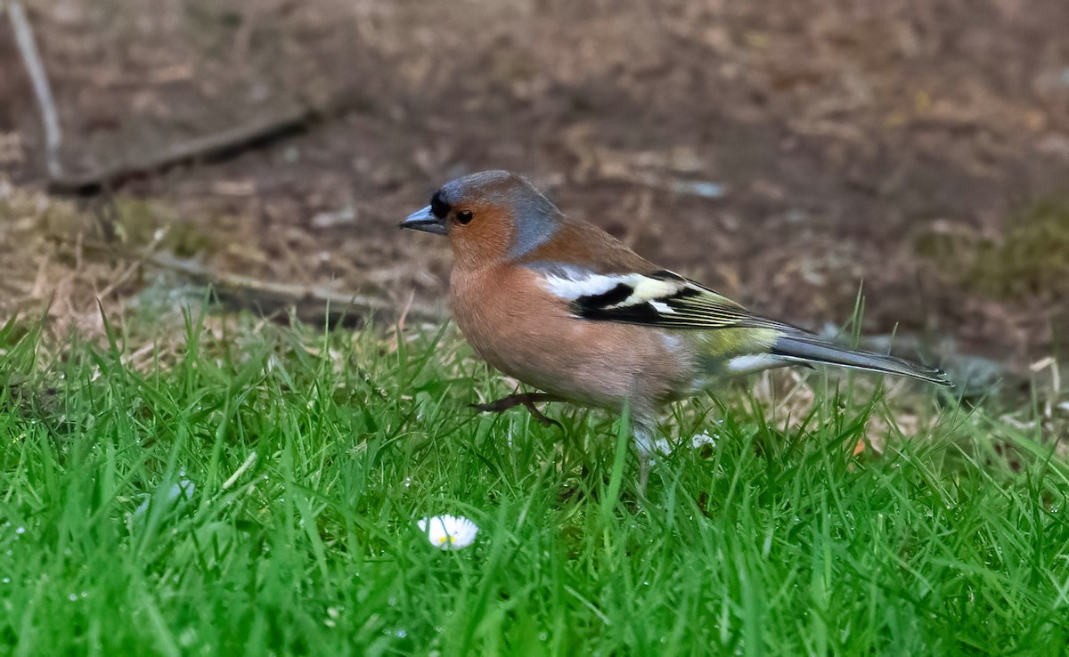 Common Chaffinch - ML624533482