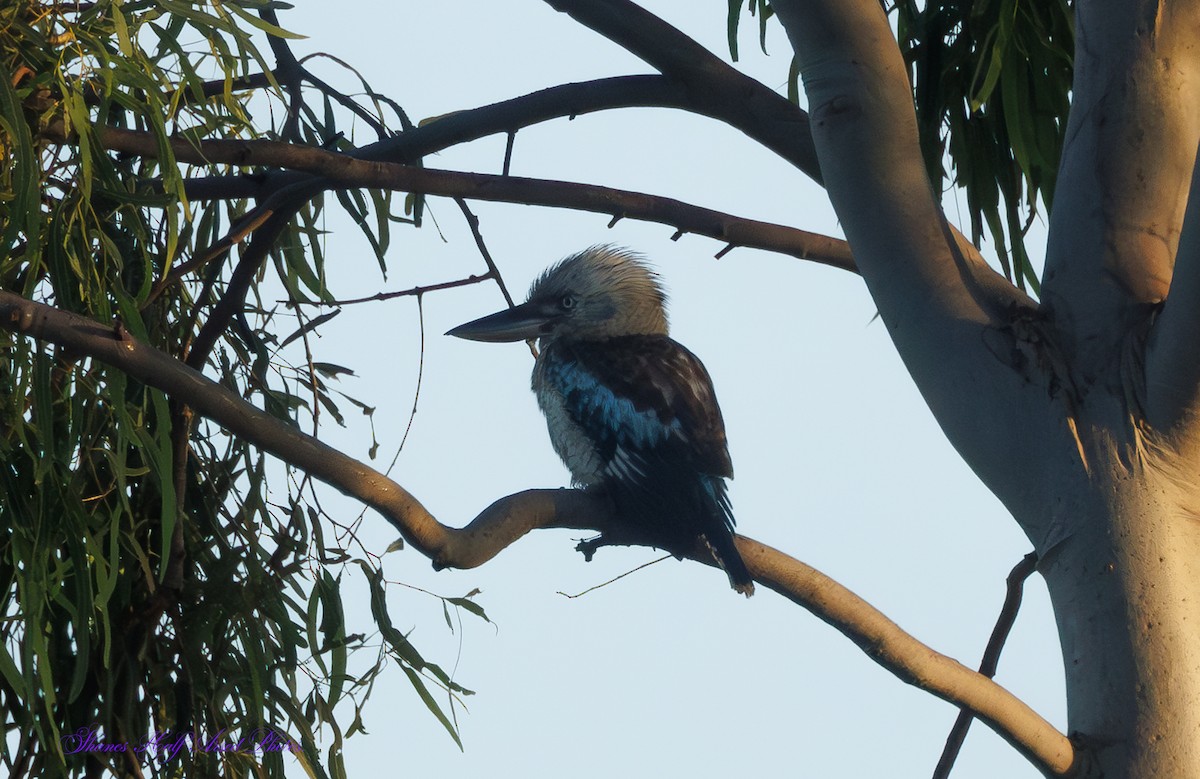 Blue-winged Kookaburra - ML624533483