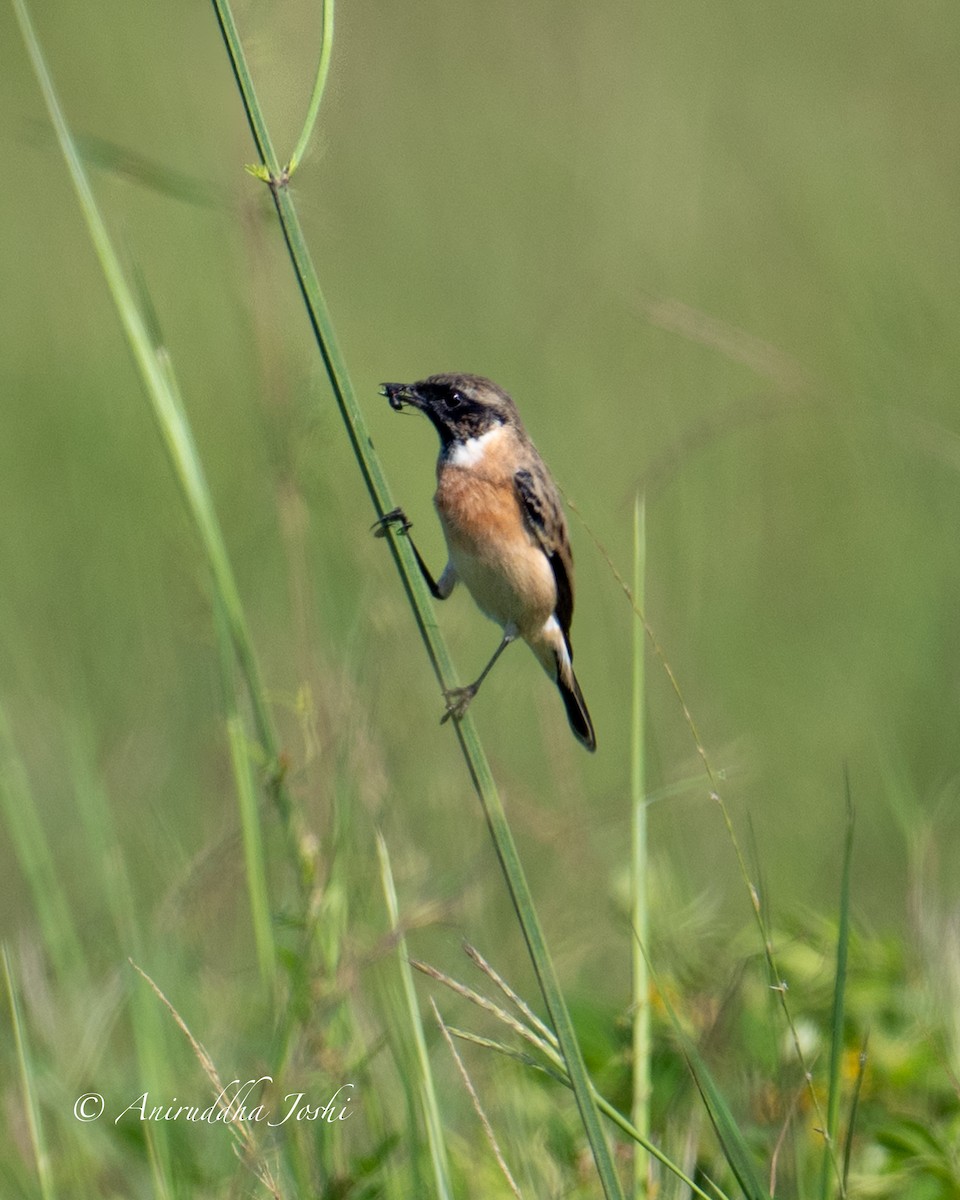 Siberian Stonechat - ML624533484