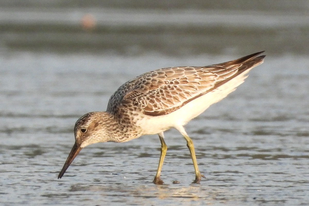 Great Knot - ML624533486