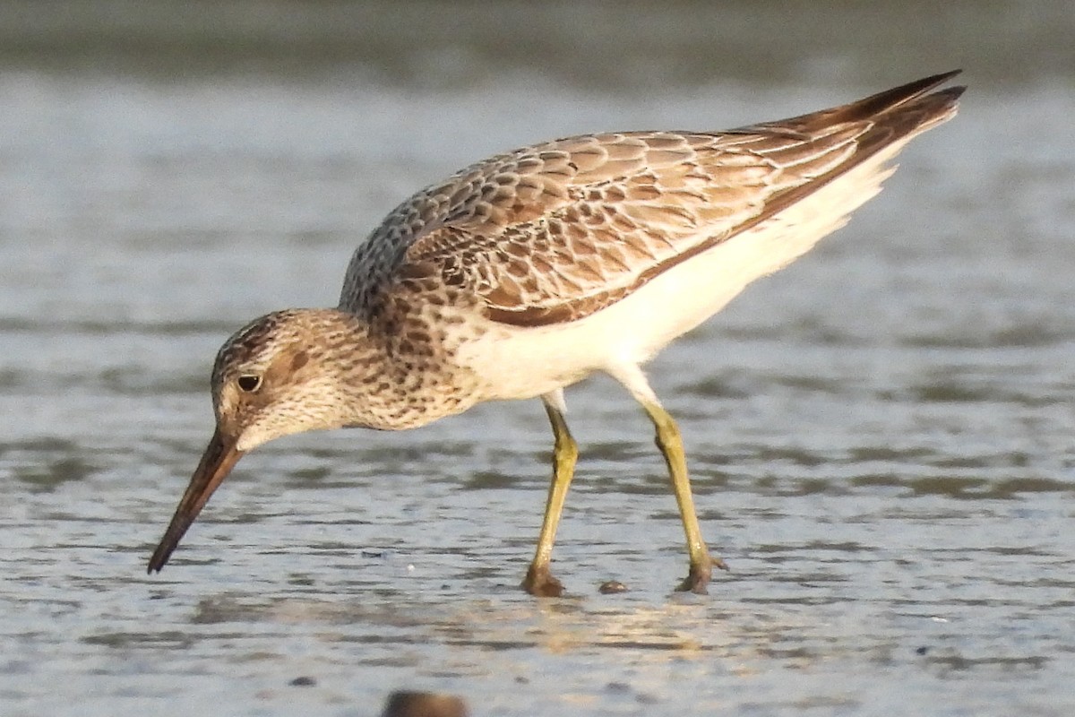 Great Knot - ML624533487