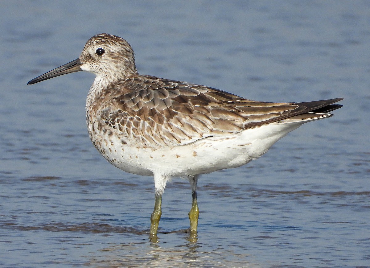 Great Knot - ML624533488