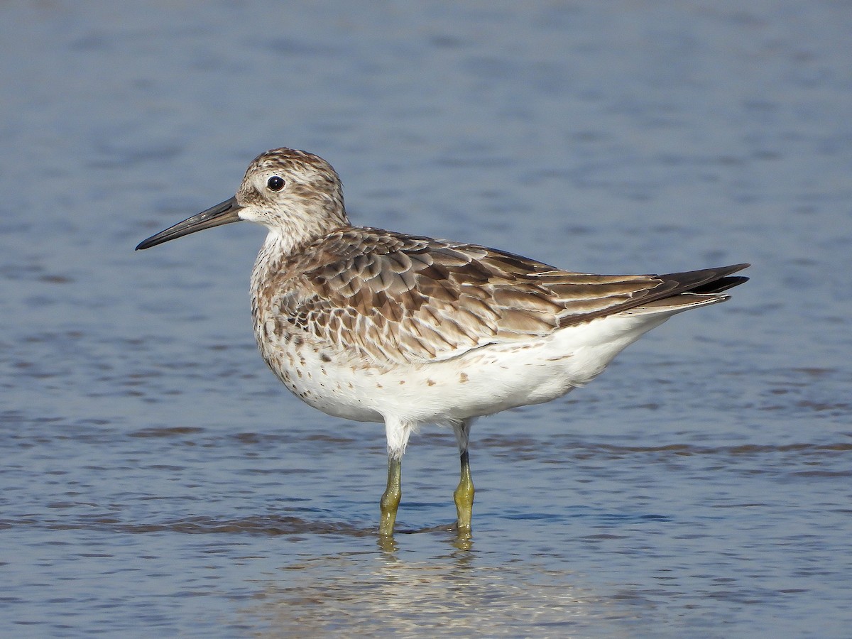 Great Knot - ML624533489